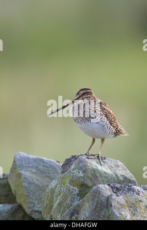 Bekassine (Gallinago Gallinago) saß auf Trockenmauer im morgendlichen Sonnenlicht. Yorkshire Dales, North Yorkshire, England UK Stockfoto