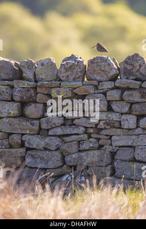 Bekassine (Gallinago Gallinago) saß auf Trockenmauer im morgendlichen Sonnenlicht. Yorkshire Dales, North Yorkshire, England UK Stockfoto