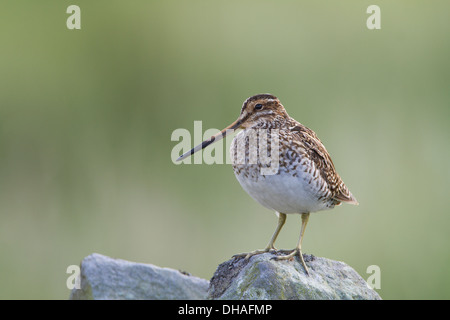 Bekassine (Gallinago Gallinago) saß auf Trockenmauer im morgendlichen Sonnenlicht. Yorkshire Dales, North Yorkshire, England UK Stockfoto