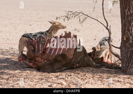 Pack Black backed Jackals mit Leichnam in der Kalahari Wüste Stockfoto