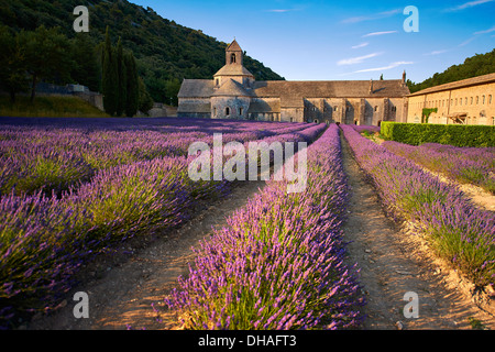 Die 12. Jahrhundert Romanesque Zisterzienser Abtei Notre-Dame von Senanque, in blühenden Lavendel Felder der Provence. Stockfoto