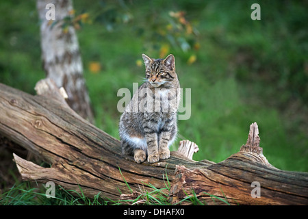 Schottische Wildkatze - Felis Silvestris. Stockfoto