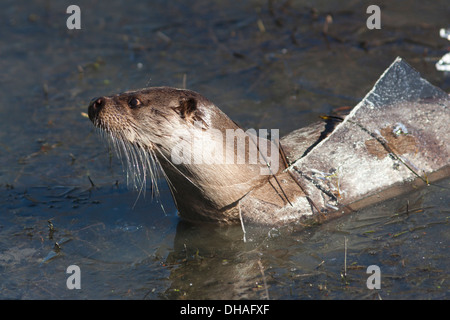 Fischotter schwimmen in einem zugefrorenen Fluss (Lutra lutra) späten Winter Stockfoto