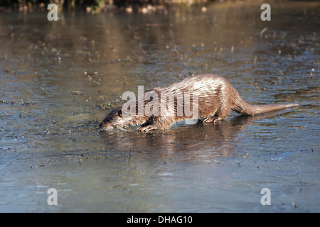 Fischotter zu Fuß auf einem gefrorenen Fluss, UK (Lutra lutra) späten Winter Stockfoto