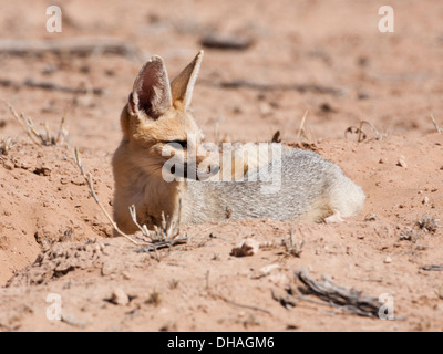 Cape Fox (vulpes Chama) in der Kalahari Wüste, Südafrika Stockfoto