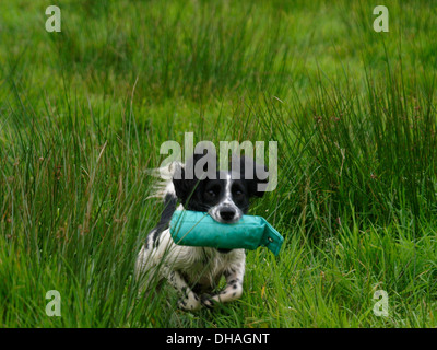 Working Cocker Spaniel Gun Dog holt eine Trainingshilfe, Cornwall, Großbritannien Stockfoto