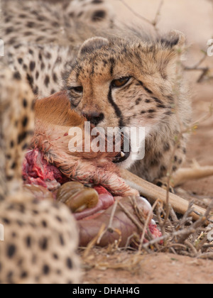 Geparden Fütterung auf einen Kill in der Kalahari Stockfoto