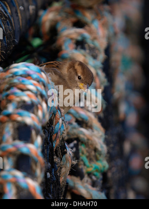 Haussperling, Passer Domesticus, auf der Suche nach Nahrung auf Hummer Töpfe, Hafen von St. Ives, Cornwall, UK Stockfoto