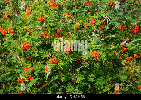 Sorbus aucuparia, Rowan oder Berg - Esche mit orangefarbenen Beeren im Sommer Stockfoto