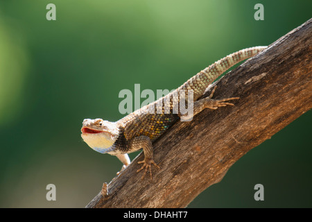 Echse auf dem Bright Angel Campground am Ende der Grand Canyon Nationalpark in Arizona. Stockfoto