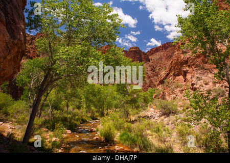 Bright Angel Creek am Ende der Grand Canyon Nationalpark in Arizona. Stockfoto