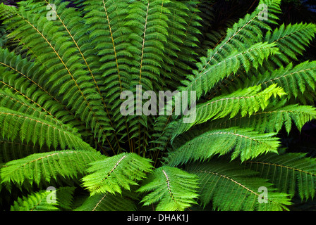 Oberen Stamm Detail des Palm Tree Hintergrundmuster Textur. Stockfoto