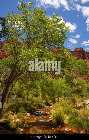 Bright Angel Creek am Ende der Grand Canyon Nationalpark in Arizona. Stockfoto