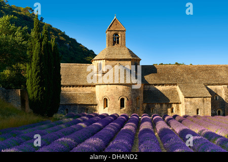 Die 12. Jahrhundert Romanesque Zisterzienser Abtei Notre-Dame von Senanque, in blühenden Lavendel Felder der Provence. Stockfoto