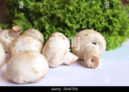 schöne Agaric und bereit für das Kochen der Kopfsalat Stockfoto