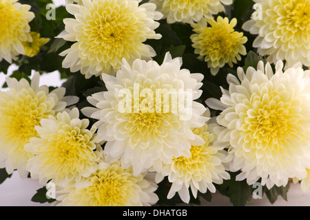 Nahaufnahme von rosa Chrysanthemen Stockfoto