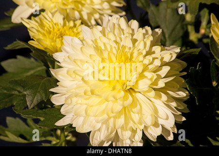 Nahaufnahme der gelbe Chrysanthemeblumen Stockfoto