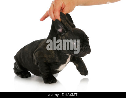 freche Welpen - französische Bulldogge Welpen wird abgeholt, durch das Genick isoliert auf weißem Hintergrund Stockfoto