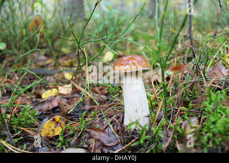 schöne und kleine Cep wächst im Wald Moos Stockfoto