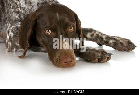 Jagdhund - Deutscher Kurzhaariger Vorstehhund Festlegung isoliert auf weißem Hintergrund Stockfoto