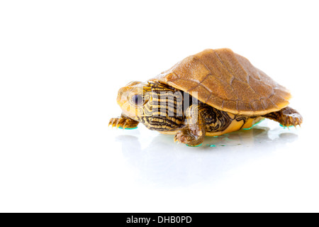 Baby gemeinsame Karte Schildkröte Stockfoto