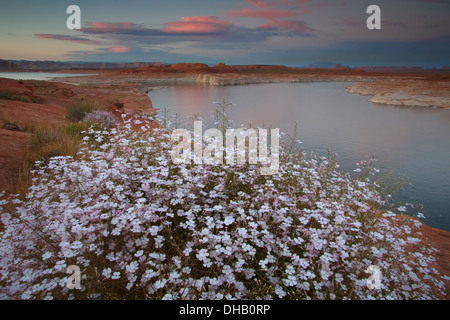 Lake Powell, Glen Canyon National Recreation Area, Arizona. Stockfoto