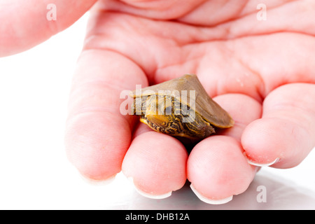Bild eines Babys gemeinsame Karte Schildkröte ruht auf menschliche palm Stockfoto