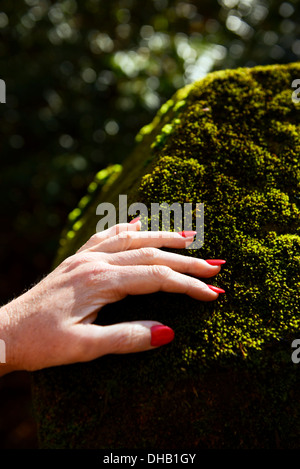 Eine Dame Hand hautnah mit roten Fingernägeln auf einem bemoosten Felsen Stockfoto