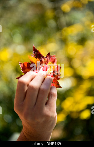 Eine Damen-Hand mit roten Finger Nägel halten Herbstlaub Stockfoto
