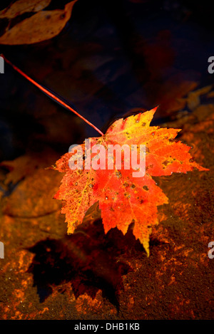 Herbstblatt auf einen Stream aus der Blue Ridge Parkway in Asheville, North Carolina Stockfoto