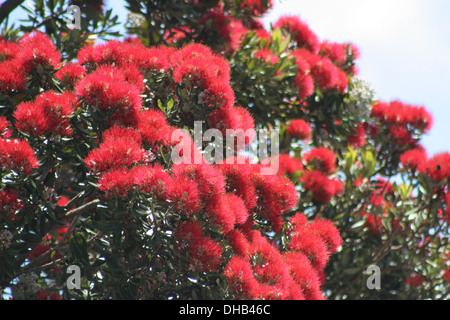 Pohutukawa Baum in voller Blüte mit roten Blumen Stockfoto