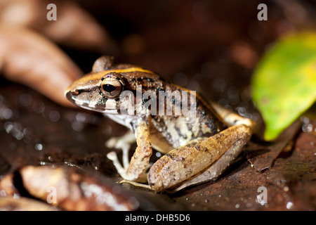 Craugastor Frog Arten - La Laguna del Lagarto Lodge - Boca Tapada San Carlos costarica Stockfoto