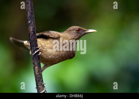 Clay-Colored Soor - Boca Tapada, San Carlos, Costa Rica Stockfoto