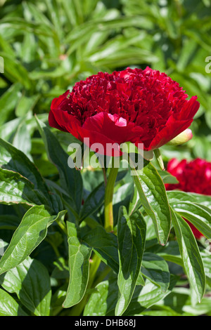 Paeonia "Red Charme" Stockfoto