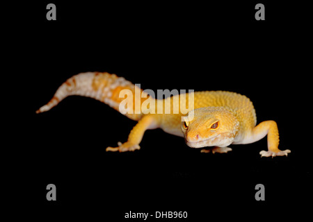 ein Leopardgecko auf schwarzem Hintergrund Stockfoto