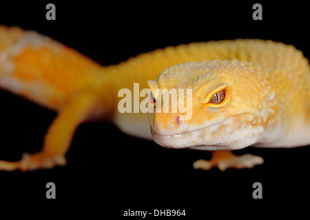 ein Leopardgecko auf schwarzem Hintergrund Stockfoto