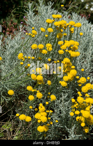 Baumwolle, Lavendel, Heiligenkraut Chamaecyparissus, Blüte stark duftenden Garten Zier mit gelben Blüten und grauen Laub Stockfoto