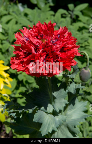 Eine dekorative rote Double Blühender Schlafmohn, Papaver Somniferum, in einem Landschaftsgarten Stockfoto