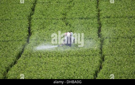Indischen Bauern sprühen eines Reisfeldes mit Pestizid Andhra Pradesh in Indien Stockfoto