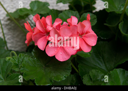 Rosa blühenden Pelargonium Zonale Topfpflanze mit einheitlich grün Blätter Stockfoto