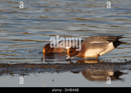 Eurasische Pfeifenten an einem See, Anas Penelope, Deutschland, Europa Stockfoto