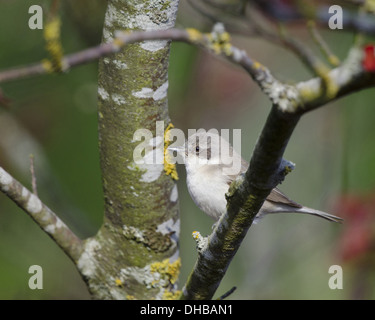 Lesser Whitethroat Sylvia Curruca, Deutschland, Europa Stockfoto