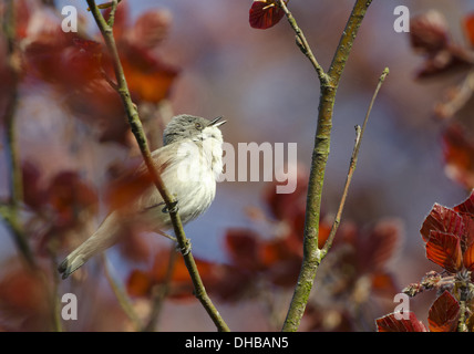 Lesser Whitethroat Sylvia Curruca, Deutschland, Europa Stockfoto