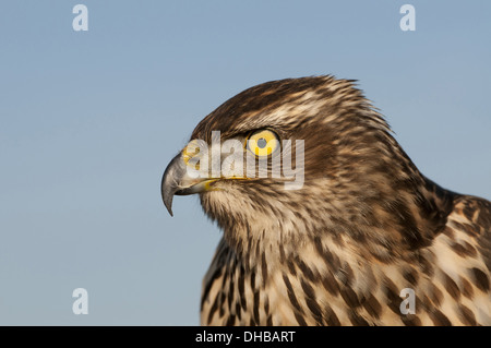 Nördlichen Habicht Accipiter Gentilis, Deutschland, Europa Stockfoto