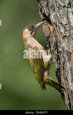 Europäische grüne Specht an einem Verschachtelung Loch, Picus Viridis, Deutschland, Europa Stockfoto