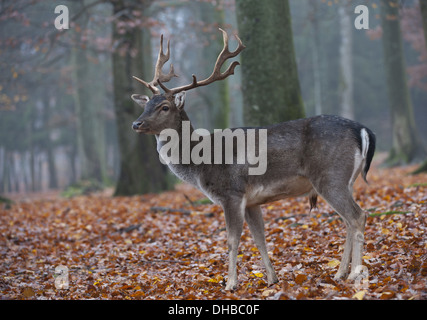 Männliche Damhirsche in einem Buche Baum Wald, Dama Dama, Deutschland, Europa Stockfoto