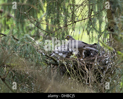 Eurasian Sparrowhawk am Nest, Accipiter Nisus, Deutschland, Europa Stockfoto