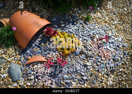 Terrakotta-Töpfe recycelt künstlerische Pflanzen in einem kleinen Garten mit gebrochen Stockfoto