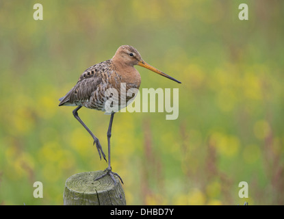 Ruhenden Uferschnepfe, Limosa Limosa, Deutschland, Europa Stockfoto