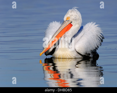 Krauskopfpelikan (Pelecanus Crispus) Erwachsenen Zucht Zustand Stockfoto